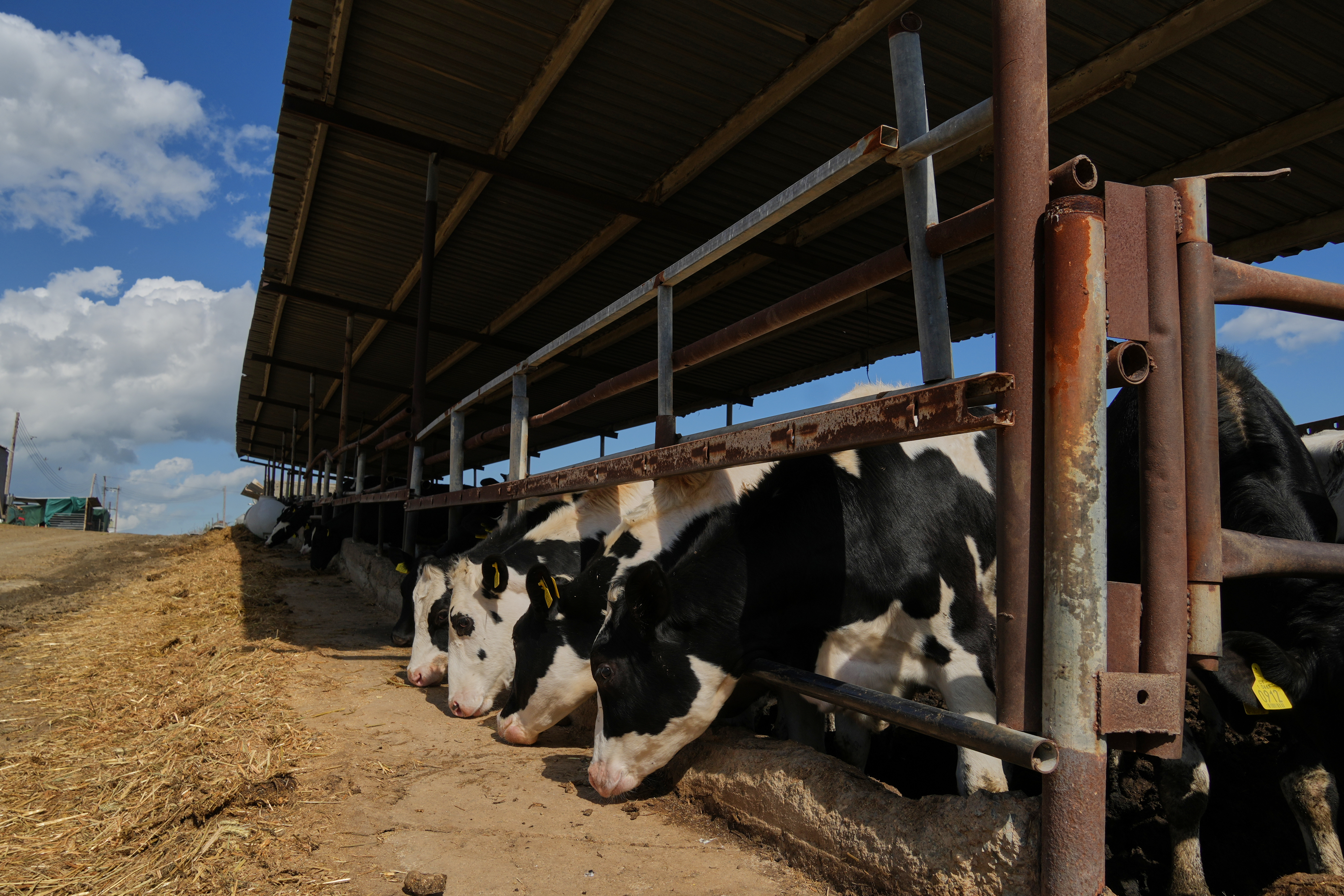 Cows in a livestock containment zone, Kelia, Cyprus, Feb. 25, 2026.