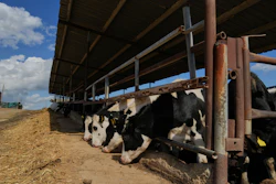 Cows in a livestock containment zone, Kelia, Cyprus, Feb. 25, 2026.