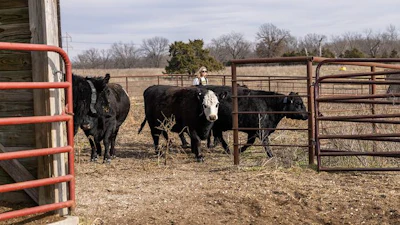 Low Res 013026 Cattle Feature
