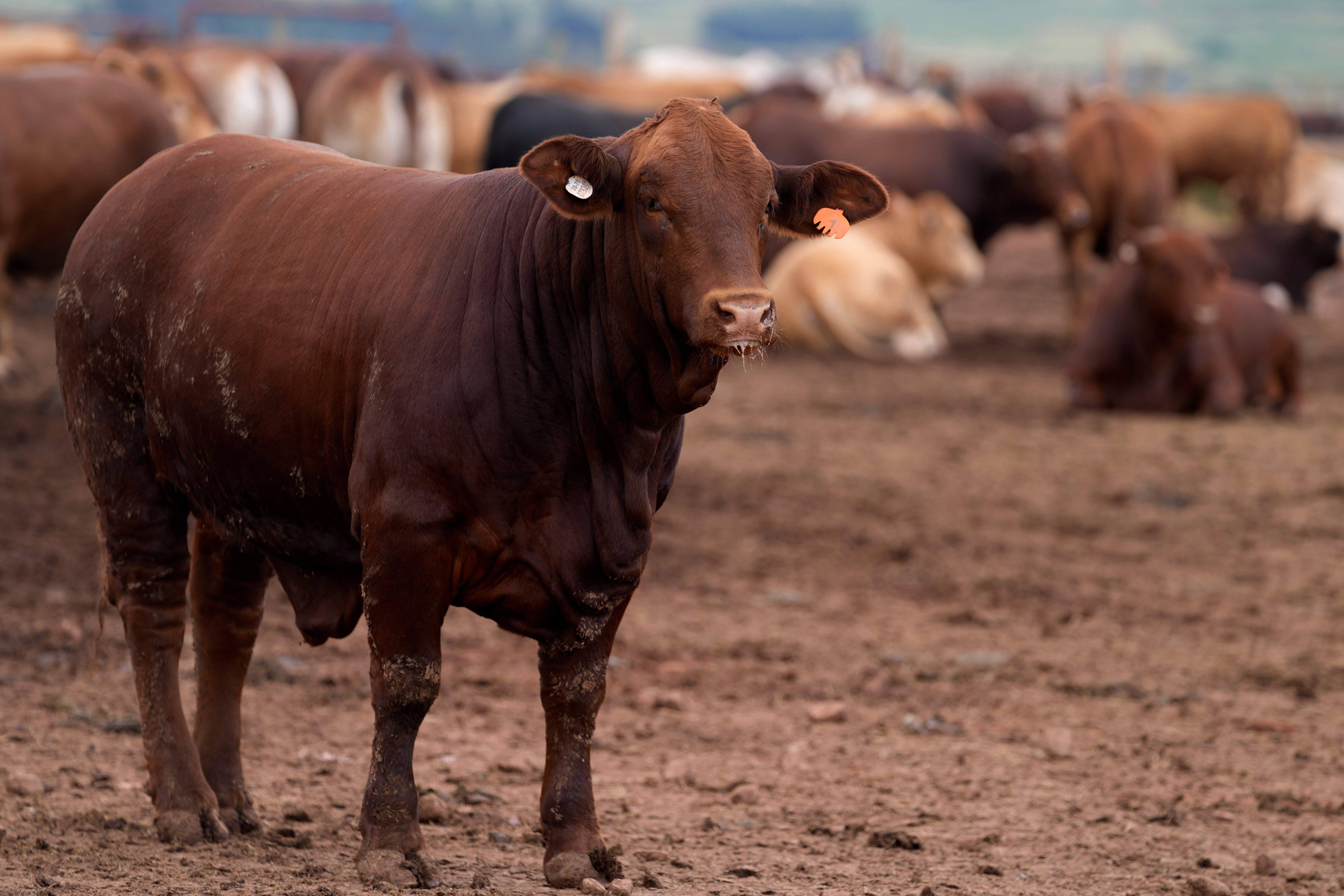 Cattle in a pen at Karan Beef, Heidelberg, South Africa, Feb. 27, 2026.