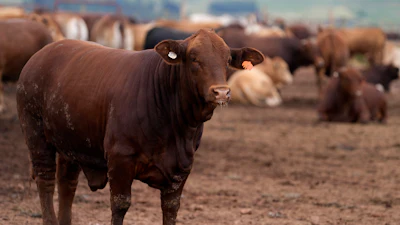 Cattle in a pen at Karan Beef, Heidelberg, South Africa, Feb. 27, 2026.
