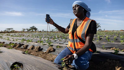 Nogaye Sene checks a plant on her farm in Joal Fadiout, Senegal, Dec. 11, 2025.