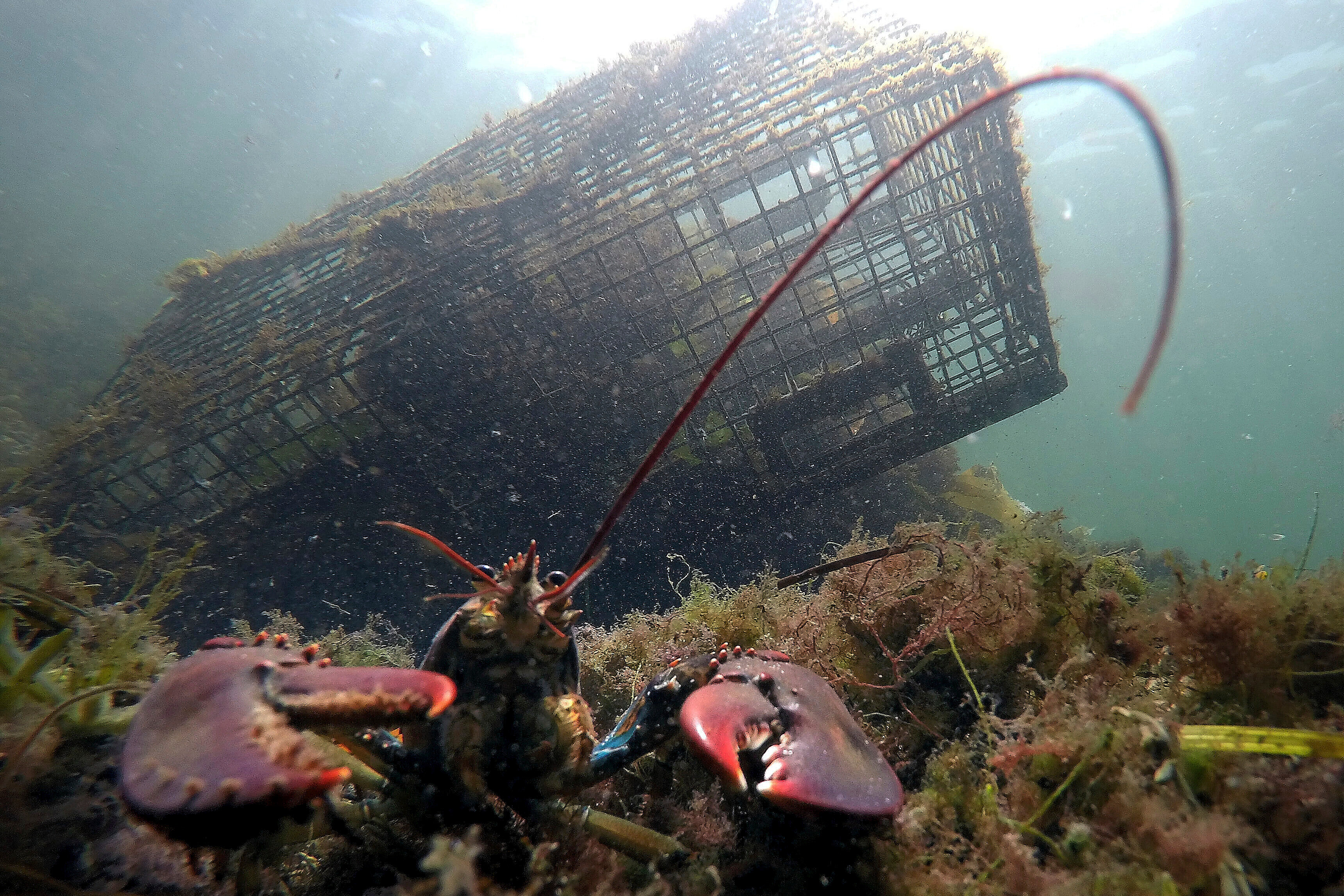 A lobster guards its territory in front of a trap near Biddeford, Maine., Sept. 3, 2018.