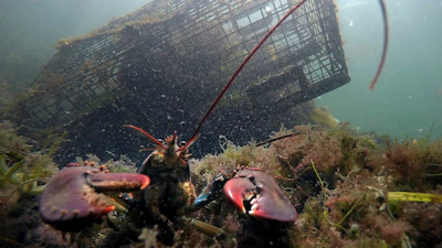 A lobster guards its territory in front of a trap near Biddeford, Maine., Sept. 3, 2018.