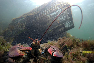 A lobster guards its territory in front of a trap near Biddeford, Maine., Sept. 3, 2018.