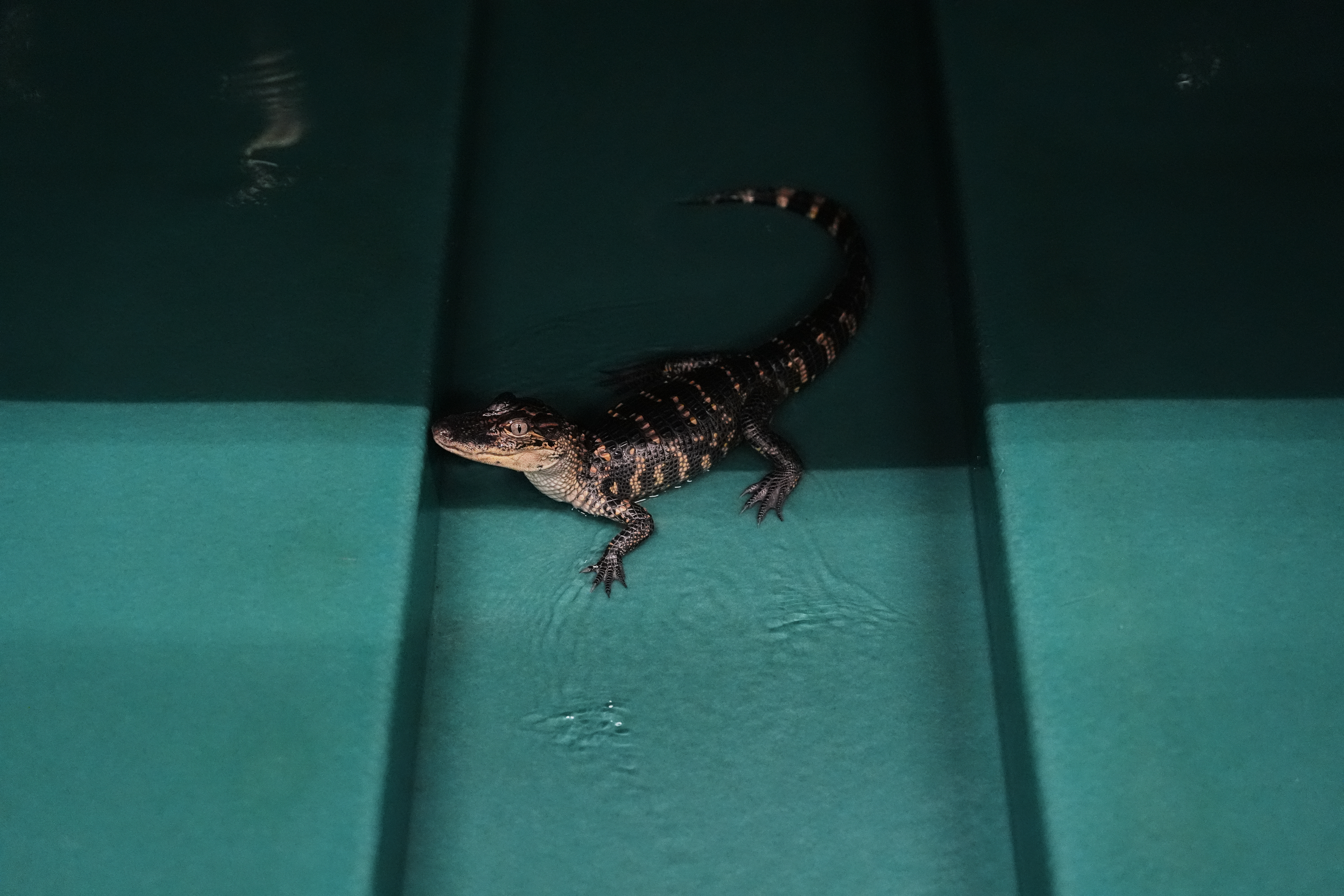 A baby alligator in a tank at Rockefeller Wildlife Refuge in Grand Chenier, La., Jan. 20, 2026.