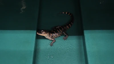 A baby alligator in a tank at Rockefeller Wildlife Refuge in Grand Chenier, La., Jan. 20, 2026.
