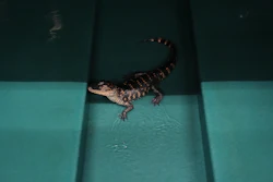 A baby alligator in a tank at Rockefeller Wildlife Refuge in Grand Chenier, La., Jan. 20, 2026.