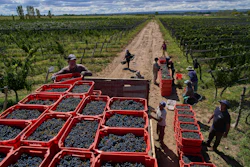 Worker load crates of grapes onto a truck at the Canopus Farm in El Cepillo, Mendoza province, Argentina, Tuesday, March 10, 2026.