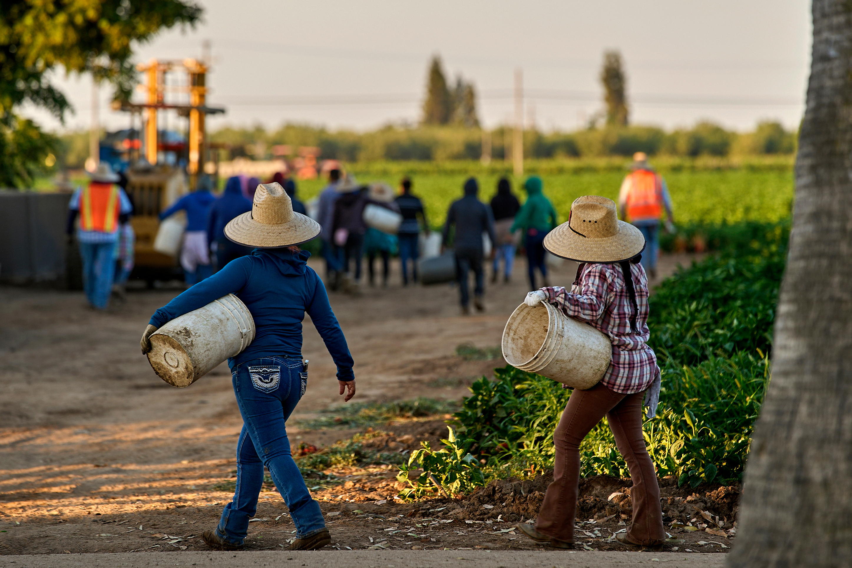 Migrant farmworkers headed to pick crops, Fresno, Calif., July 18, 2025.
