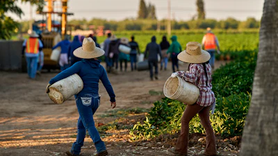 Migrant farmworkers headed to pick crops, Fresno, Calif., July 18, 2025.