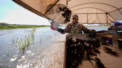 Juan Antonio harvests crawfish traps in a pond in Crowley, La., March 19, 2026.