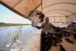 Juan Antonio harvests crawfish traps in a pond in Crowley, La., March 19, 2026.