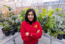 Iowa State's Arti Singh is leading a project that builds on the Pest-ID web-based tool that helps farmers across Iowa and around the world identify and manage crop threats.