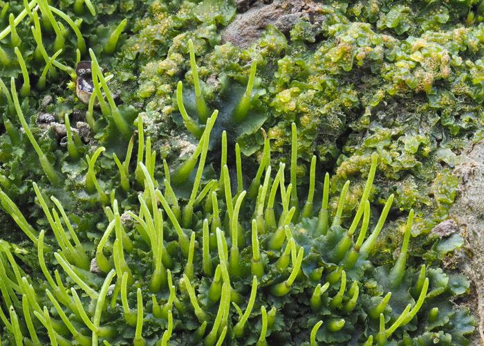 Phaeoceros laevis, a species of hornwort commonly known as smooth hornwort.