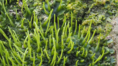 Phaeoceros laevis, a species of hornwort commonly known as smooth hornwort.