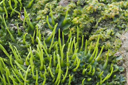 Phaeoceros laevis, a species of hornwort commonly known as smooth hornwort.