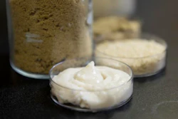 Food scientists with the Arkansas Agricultural Experiment Station investigated proteins from three parts of a single rice cultivar for plant-based cheesemaking and discovered each source offered different qualities.
