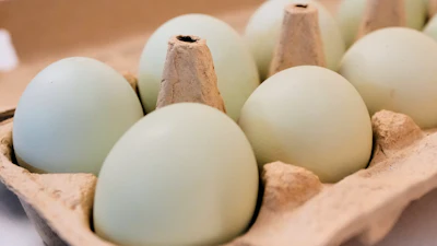 A carton of eggs in Farmers Branch, Texas, Oct. 21, 2025.
