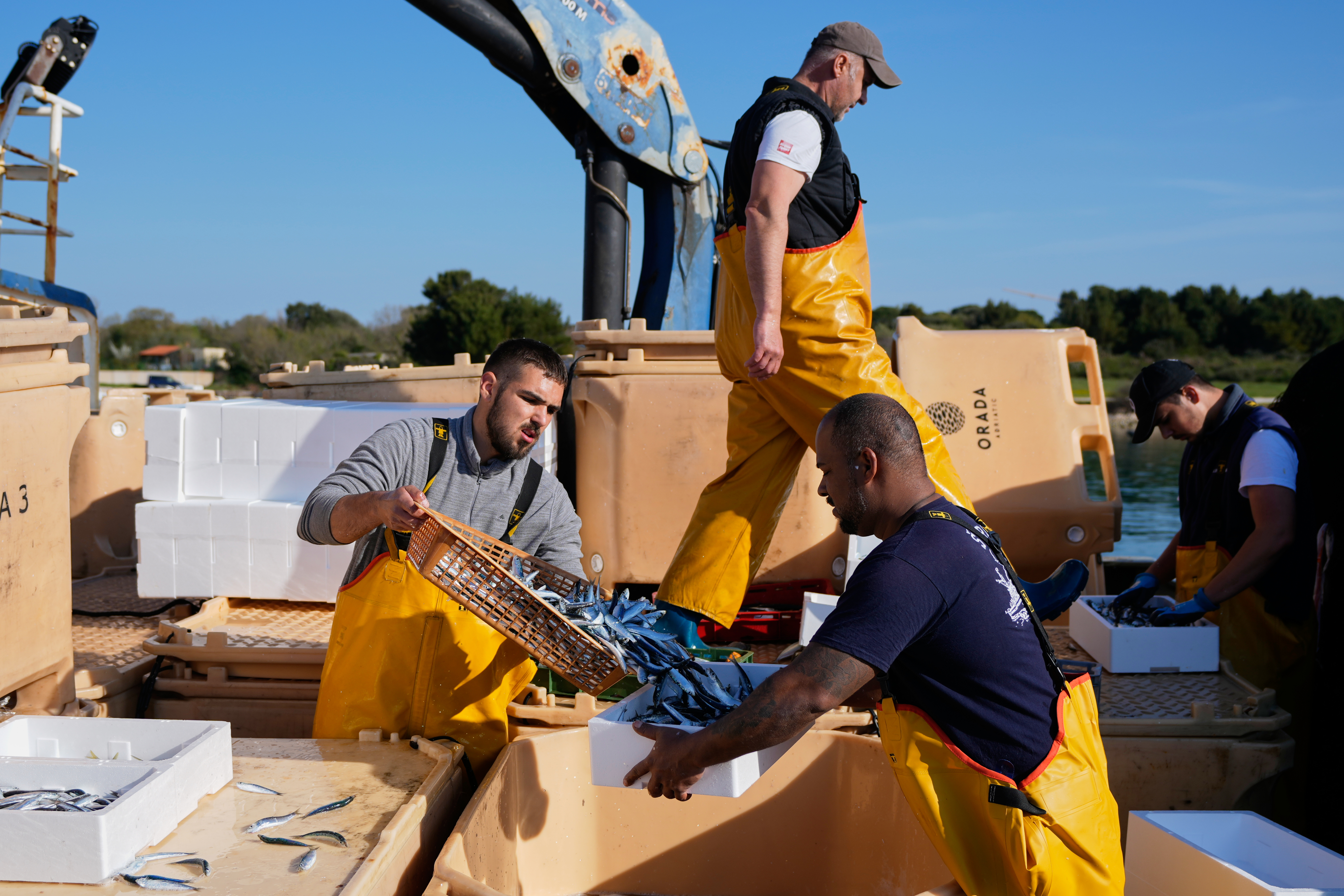 Fishermen handle their catch after returning from fishing in the port of Liznjan, Croatia, Tuesday, April 7, 2026.