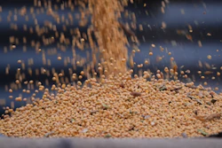 Soybeans from last year's harvest are loaded into a truck at Doug Bartek's farm near Wahoo, Neb., April 6, 2026.