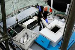 Mike Hudson unloads chinook salmon off his boat at Fisherman's Wharf in San Francisco, July 22, 2019.