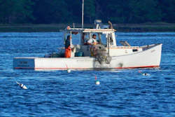 A lobster fisherman hauls a trap off Kennebunkport, Maine, Sept. 8, 2022.