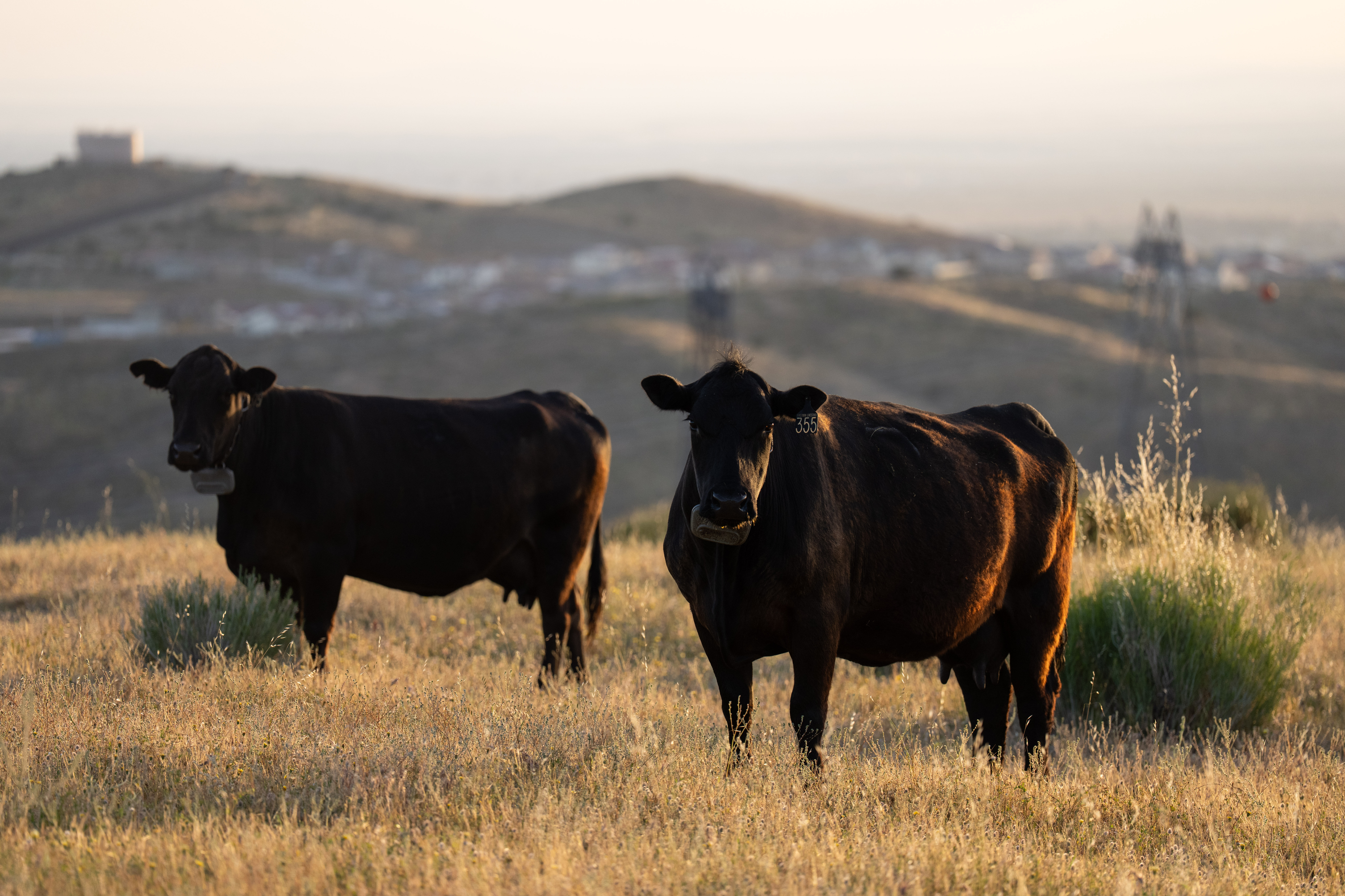 Two cows at the Diamond W Cattle Company ranch in Palmdale, Calif., April 3, 2026.