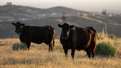 Two cows at the Diamond W Cattle Company ranch in Palmdale, Calif., April 3, 2026.