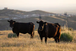Two cows at the Diamond W Cattle Company ranch in Palmdale, Calif., April 3, 2026.