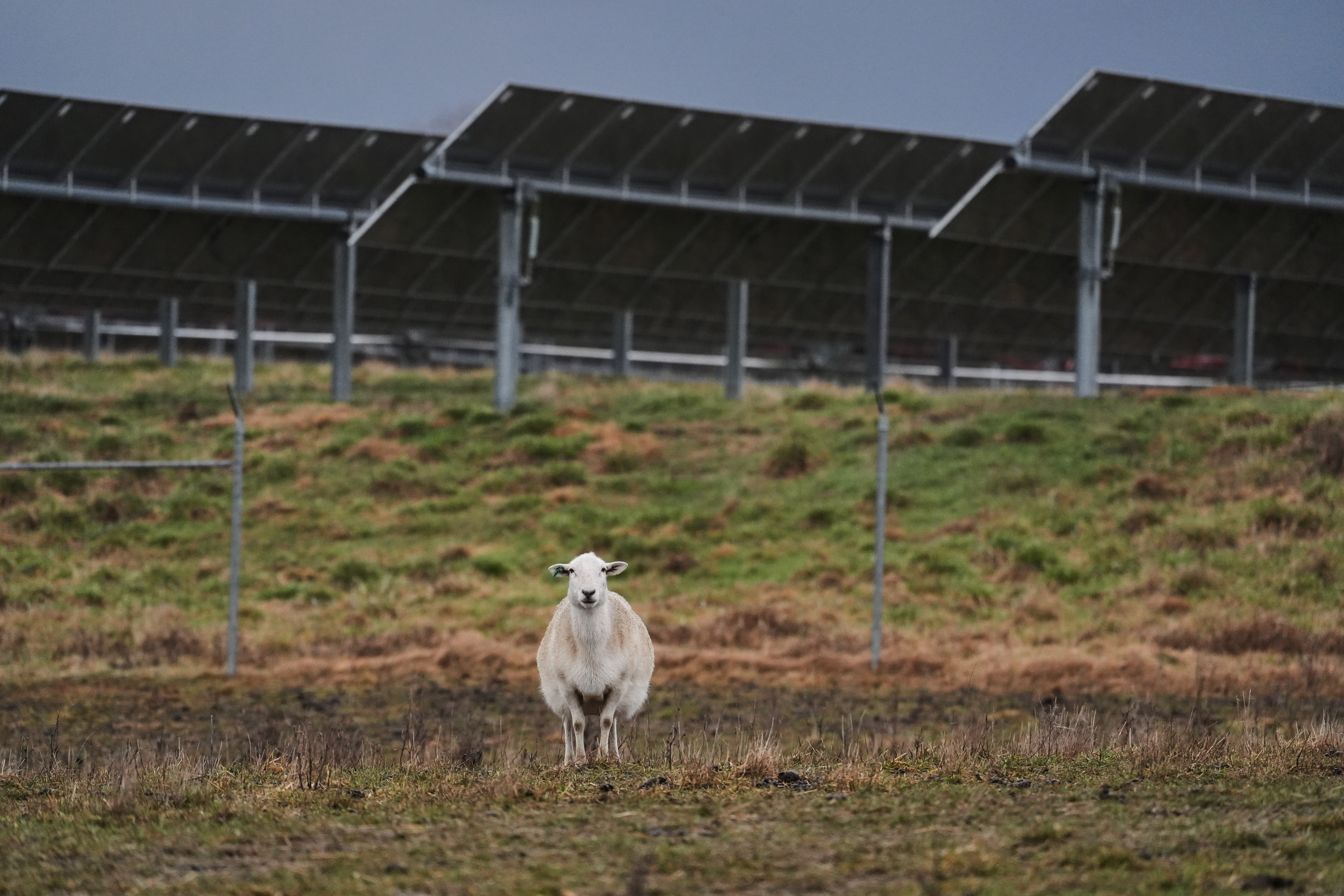 A sheep stands in front of solar panels on a farm in Lancaster, Ky., Jan. 14, 2026.