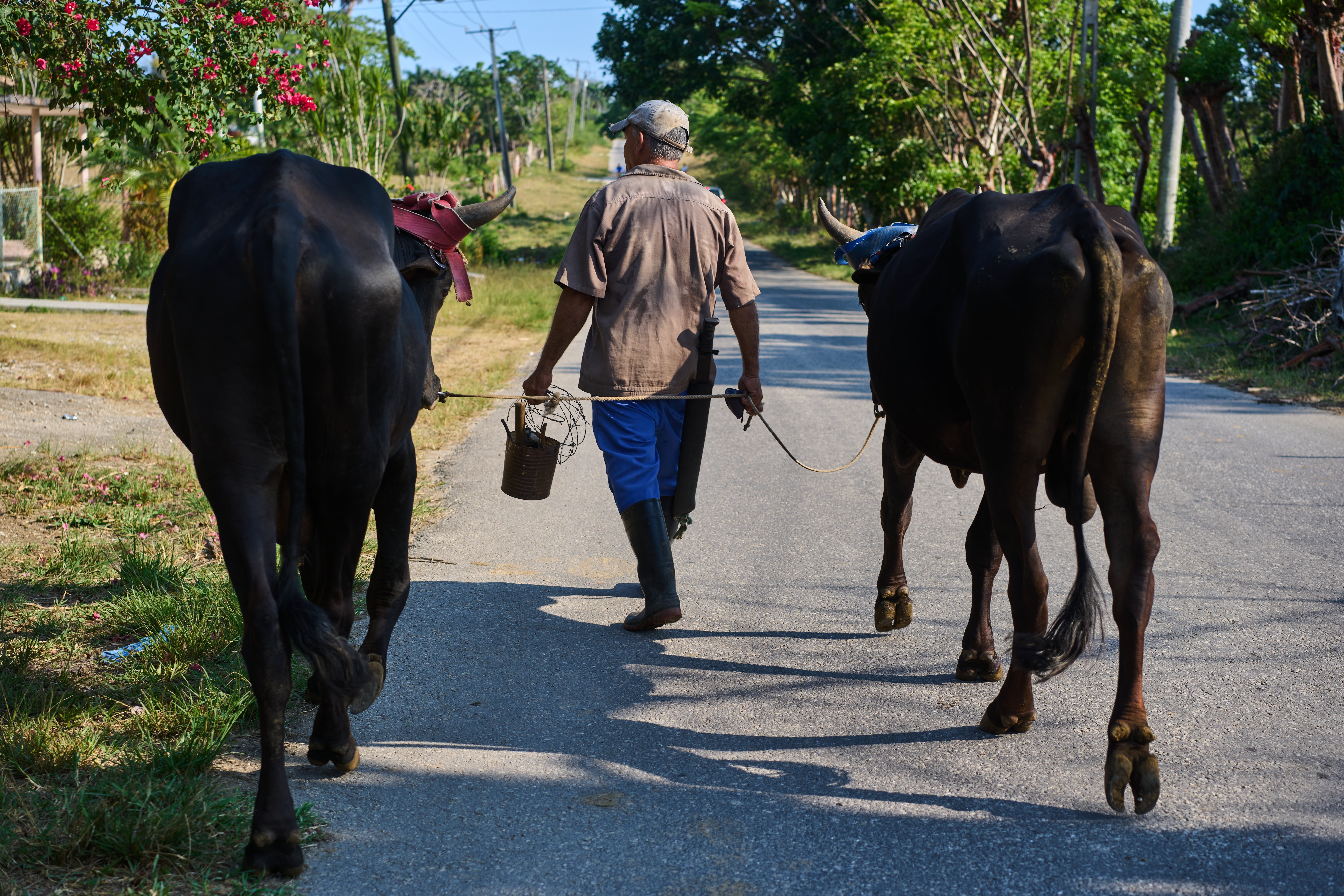 Luis Enrique Aguiar walks home with his oxen in Minas, Havana province, Cuba, Monday, April 27, 2026.