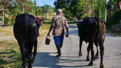 Luis Enrique Aguiar walks home with his oxen in Minas, Havana province, Cuba, Monday, April 27, 2026.