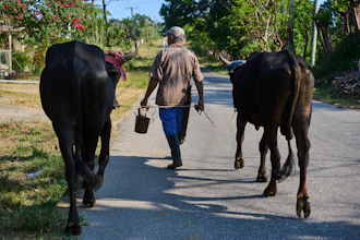 Luis Enrique Aguiar walks home with his oxen in Minas, Havana province, Cuba, Monday, April 27, 2026.
