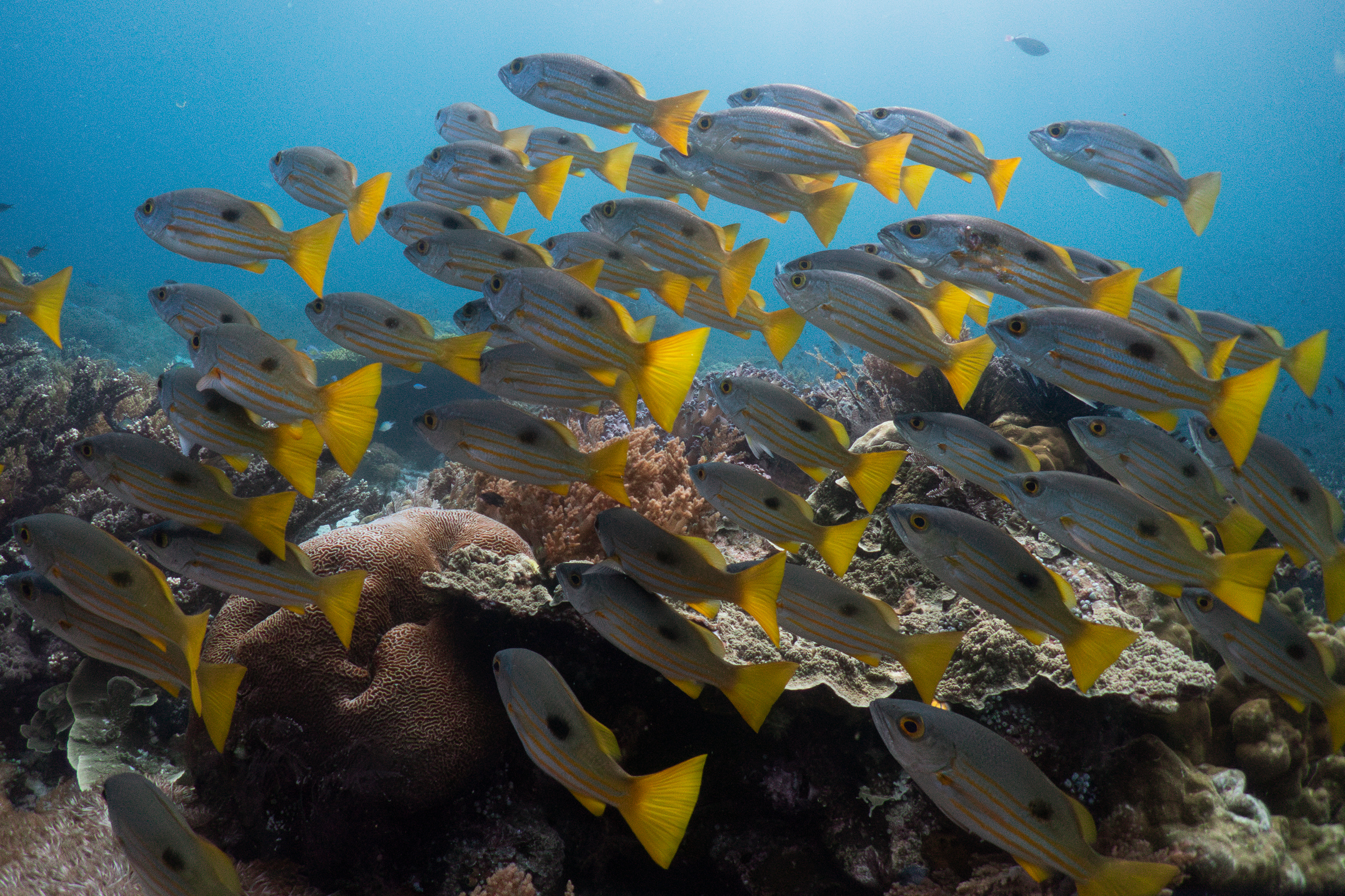 A school of yellow bigeye snapper fish swim at the Melissa Garden dive site in Raja Ampat, Indonesia, Thursday, March 5, 2026.