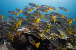 A school of yellow bigeye snapper fish swim at the Melissa Garden dive site in Raja Ampat, Indonesia, Thursday, March 5, 2026.