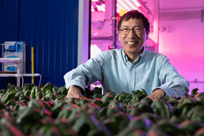 The National Institute of Food and Agriculture awarded vegetable breeder Ainong Shi with the Arkansas Agricultural Experiment Station a $615,000, three-year grant to support long-running efforts to identify spinach cultivars tolerant to multiple Pythium species.