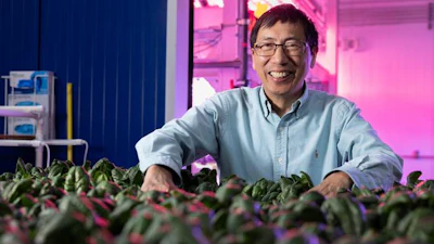 The National Institute of Food and Agriculture awarded vegetable breeder Ainong Shi with the Arkansas Agricultural Experiment Station a $615,000, three-year grant to support long-running efforts to identify spinach cultivars tolerant to multiple Pythium species.