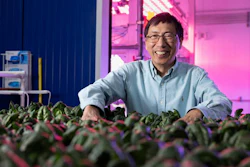 The National Institute of Food and Agriculture awarded vegetable breeder Ainong Shi with the Arkansas Agricultural Experiment Station a $615,000, three-year grant to support long-running efforts to identify spinach cultivars tolerant to multiple Pythium species.