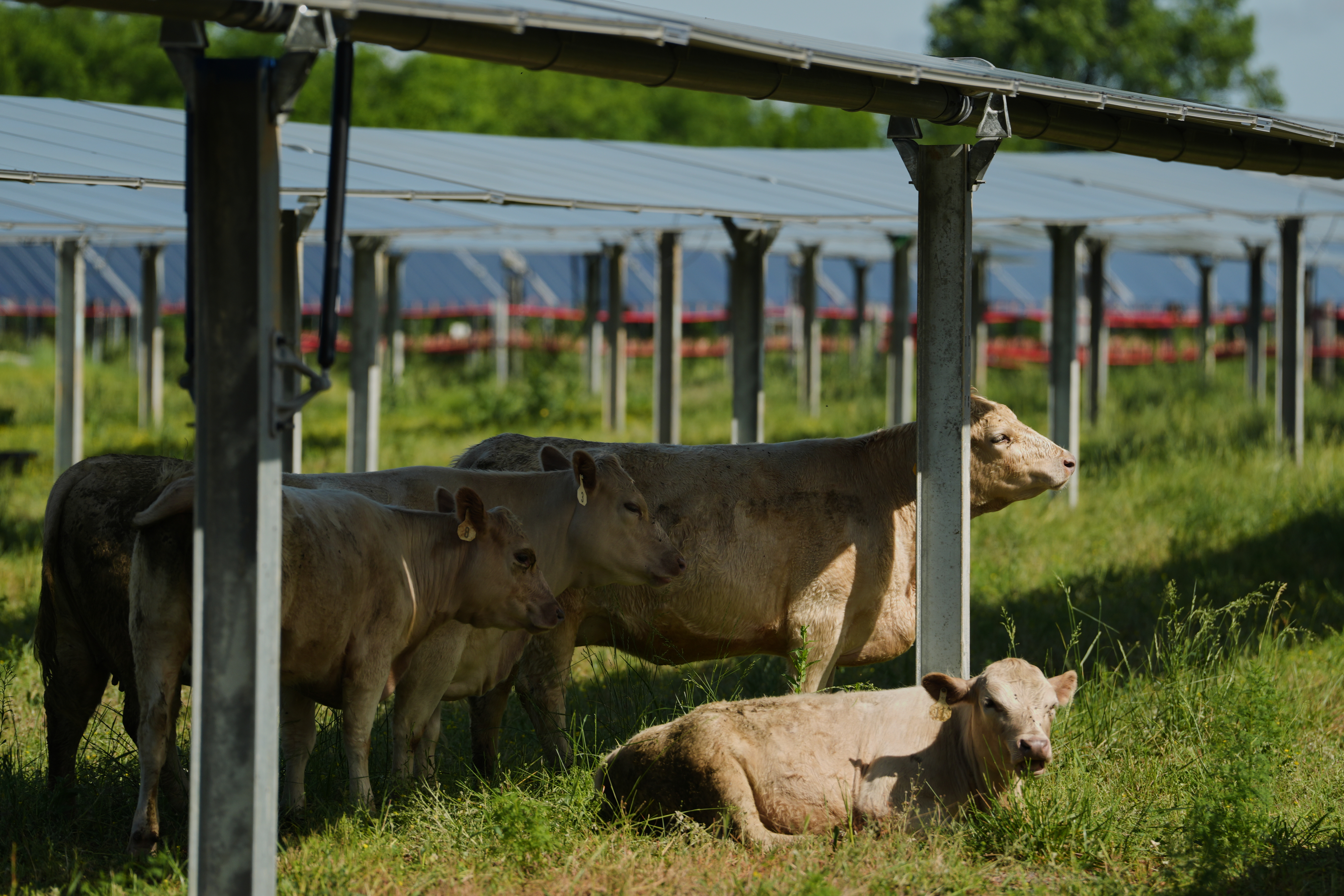 A cow scratches on a support beam of a solar panel at a farm in Christiana, Tenn., April 28, 2026.