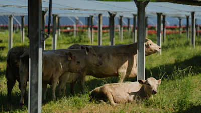 A cow scratches on a support beam of a solar panel at a farm in Christiana, Tenn., April 28, 2026.