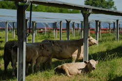 A cow scratches on a support beam of a solar panel at a farm in Christiana, Tenn., April 28, 2026.
