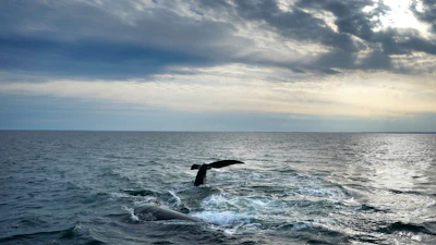 A pair of North Atlantic right whales interact in Cape Cod Bay off Massachusetts, March 27, 2023.