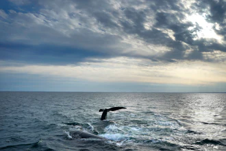 A pair of North Atlantic right whales interact in Cape Cod Bay off Massachusetts, March 27, 2023.