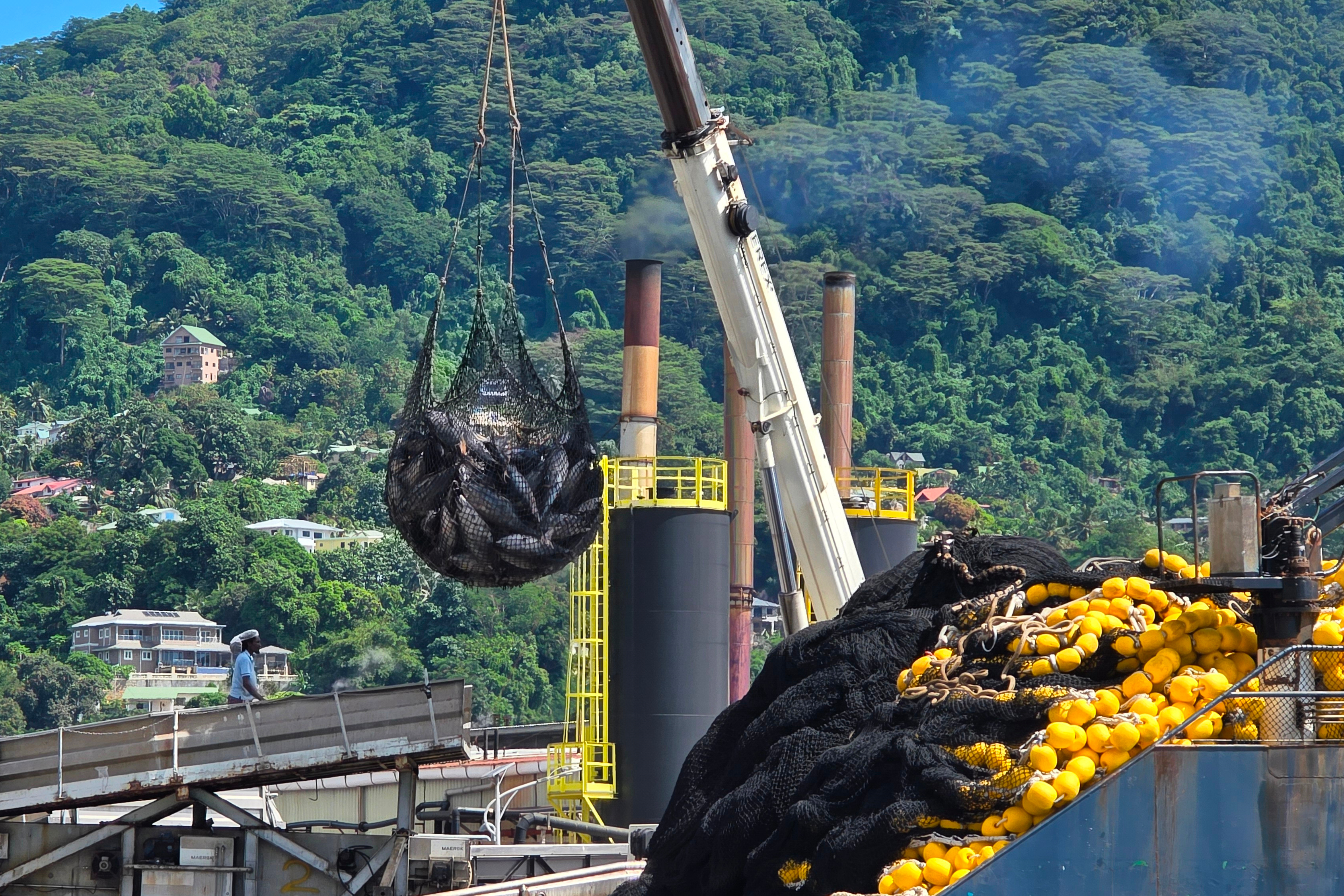 A tuna catch is hauled in by a net aboard a purse seiner, April 24, 2025, Port Victoria, the Seychelles.