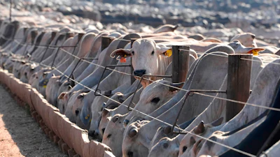 Cattle at a feedlot operated by the Otavio Lage group in Goianesia, Brazil, June 13, 2025.