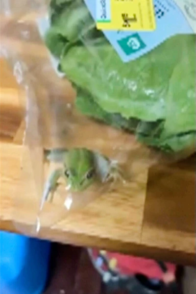 In this photo taken from video, a frog sits inside a salad bag in Esperance, Australia, May 16, 2026.