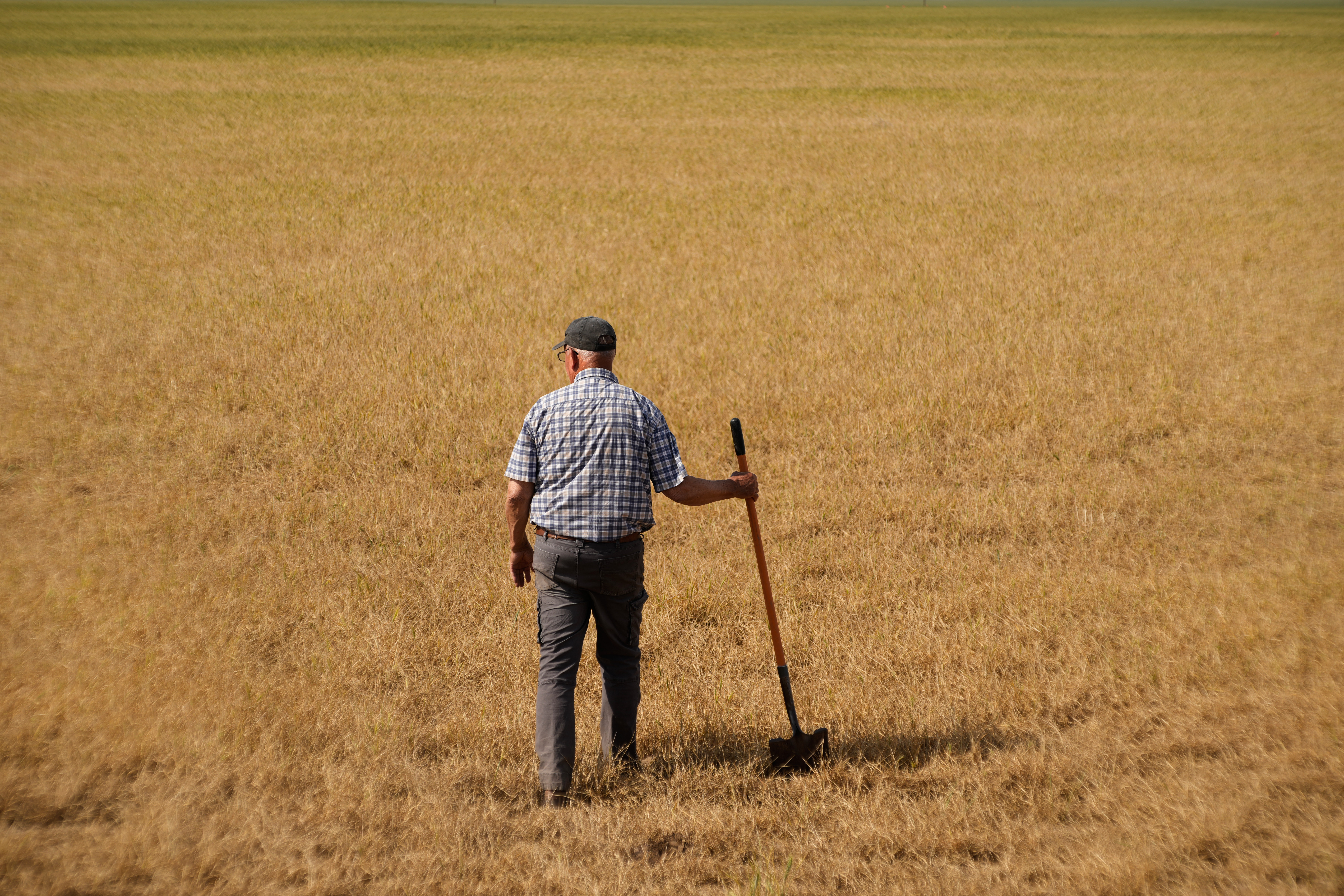 Vance Ehmke checks a wheat field decimated by wheat streak mosaic virus on his farm near Healy, Kan., May 15, 2026.