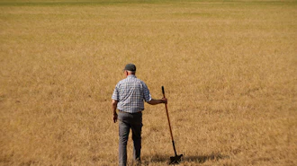 Vance Ehmke checks a wheat field decimated by wheat streak mosaic virus on his farm near Healy, Kan., May 15, 2026.