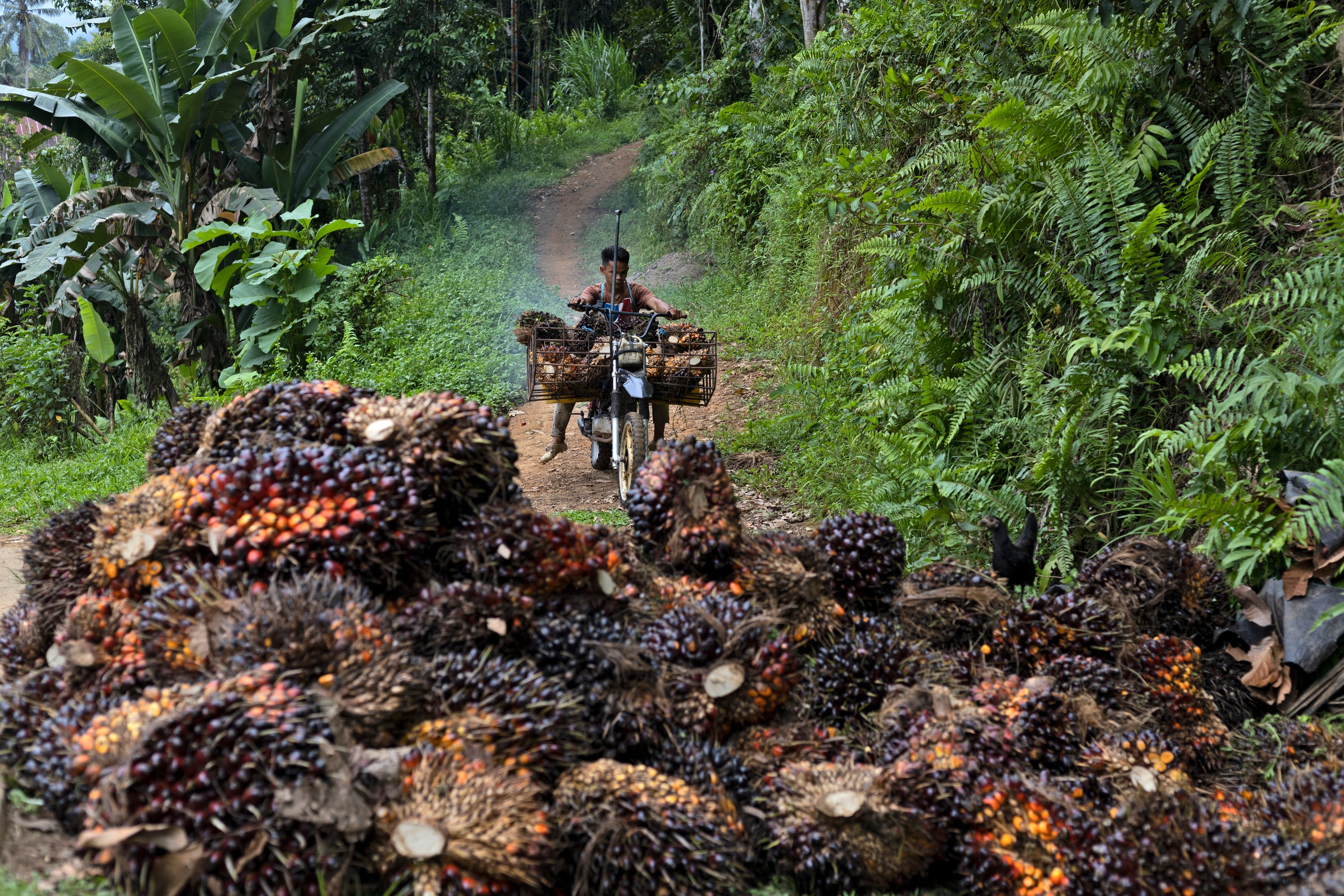 A man uses a motorcycle to transport palm fruit at a plantation in Polewali Mandar, South Sulawesi, Indonesia, April 21, 2024.